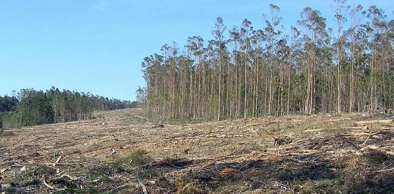 El ecologismo asturiano alerta del potencial invasor del eucalipto y pide una moratoria sobre sus plantaciones 