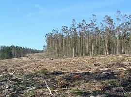 El ecologismo asturiano alerta del potencial invasor del eucalipto y pide una moratoria sobre sus plantaciones 
