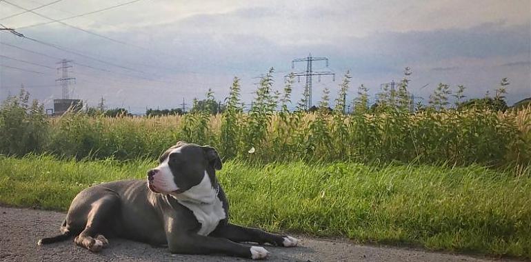 Denunciada la dueña de dos perros peligrosos que mataron a otro can en Gijón 