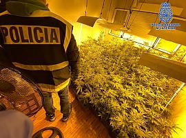 La Policía Nacional desmantela una plantación indoor en un piso del barrio de Pumarín de Gijón