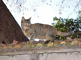 Gijón duplica el convenio con el Colegio de Veterinarios para la esterilización de colonias felinas