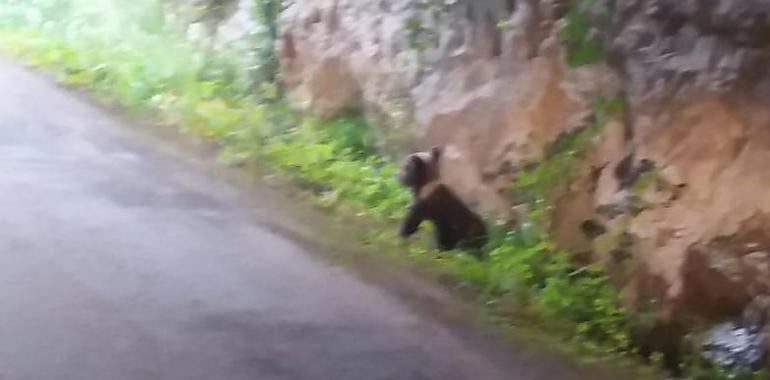 Rescatada una cría de oso pardo huérfana en los montes de Proaza