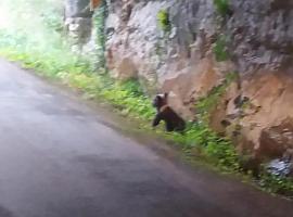 Rescatada una cría de oso pardo huérfana en los montes de Proaza