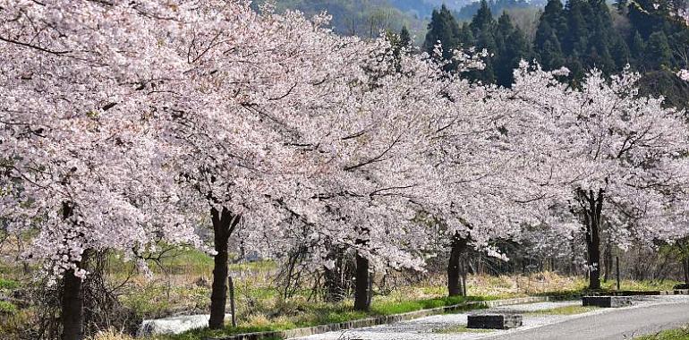 ¿Cuáles son los mejores lugares para disfrutar del Hanami en Asturias