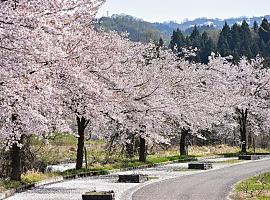 ¿Cuáles son los mejores lugares para disfrutar del Hanami en Asturias