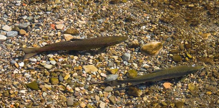 Los ecologistas temen por la desaparición de los salmones en los ríos asturianos