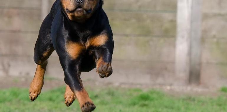 Tres nueva zonas para dejar suelto a tu perro en Gijón