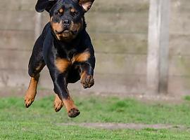 Tres nueva zonas para dejar suelto a tu perro en Gijón