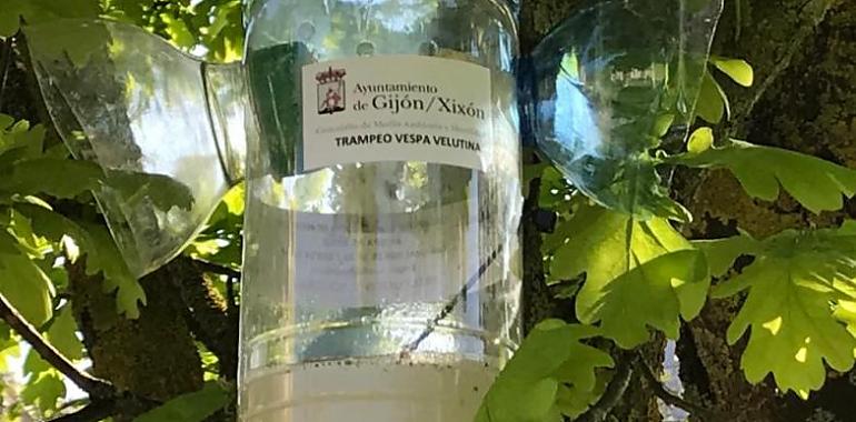 Gijón instala 250 trampas para el control de la avispa asiática
