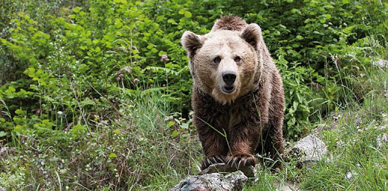 ‘El oso en tu escuela’ llegó a 1.843 alumnos de 15 centros educativos durante el segundo trimestre 