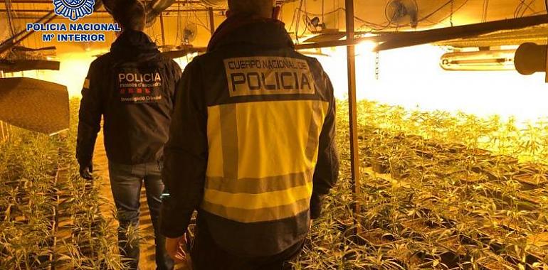Desarticulada una mafia internacional china dedicada a la marihuana que también operaba desde Oviedo y Gijón