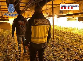 Desarticulada una mafia internacional china dedicada a la marihuana que también operaba desde Oviedo y Gijón