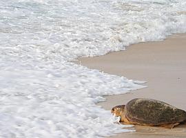 Algunos animales marinos ya llevan plásticos hasta dentro de sus tejidos musculares