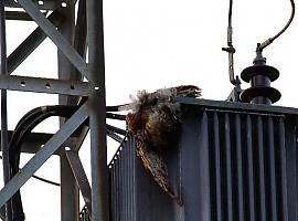 Denuncian matanza de aves en un transformador en Carbayera de Lleorio de Gijón