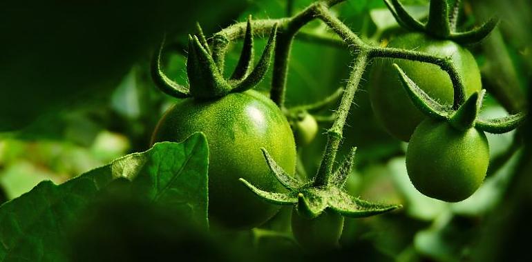 Avilés prepara un proyecto europeo de transición ecológica centrado en la alimentación, la salud y la sostenibilidad