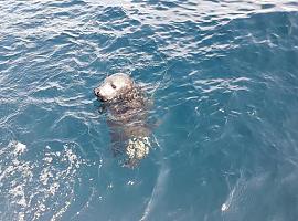 Se libera a diez millas de la costa una cría de foca gris recogida en febrero VIDEO