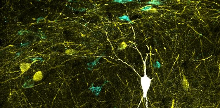 Una gran base de datos cartografía la región del cerebro ligada a la memoria y así nos la recuerda