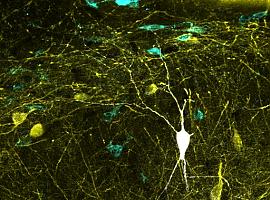 Una gran base de datos cartografía la región del cerebro ligada a la memoria y así nos la recuerda