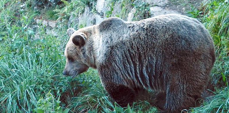 FOA recuerda la excepcionalidad del incidente con un oso en Cangas