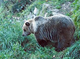 FOA recuerda la excepcionalidad del incidente con un oso en Cangas