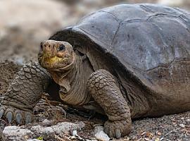 Tortuga encontrada en Fernandina corresponde a una especie considerada extinta hace 100 años