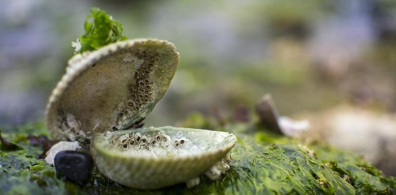 500.000 euros en ayudas al marisqueo, la acuicultura y las empresas de transformación de productos de la pesca