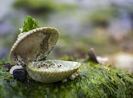 500.000 euros en ayudas al marisqueo, la acuicultura y las empresas de transformación de productos de la pesca