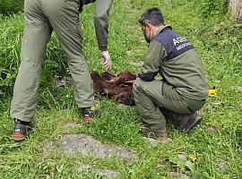 Encuentran los restos de un joven oso cerca de Arbellales, en Somiedo