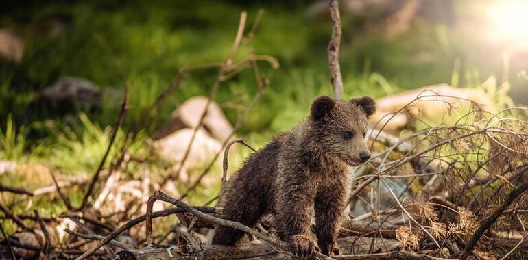 Se pone en marcha el programa de geolocalización de osos pardos con ejemplares habituados a la presencia humana