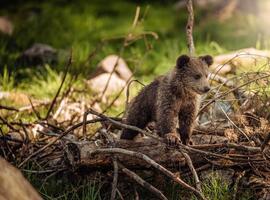 Se pone en marcha el programa de geolocalización de osos pardos con ejemplares habituados a la presencia humana