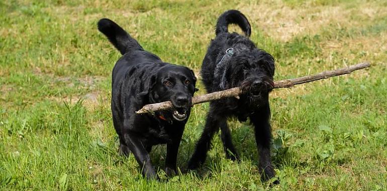 Avilés abre a consulta pública la ordenanza reguladora de animales de compañía antes de su aprobación