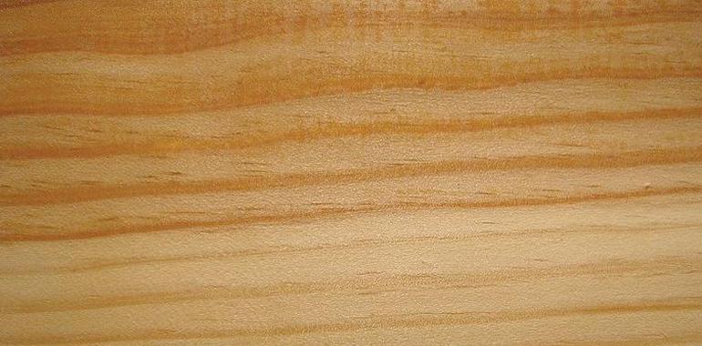 Navarra pone en marcha la Cátedra de la Madera