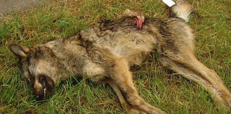 El colectivo ecologista denuncia que el Principado apuesta por la matanza del lobo sin atender a las recomendaciones y al aval científico