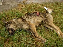 El colectivo ecologista denuncia que el Principado apuesta por la matanza del lobo sin atender a las recomendaciones y al aval científico