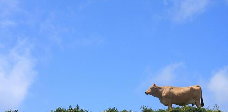 Asturias participa en un proyecto piloto para medir la capacidad de captura de CO2 de las fincas agrícolas y forestales