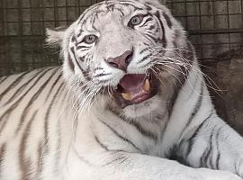 El zoológico El Bosque recibe una nueva tigresa blanca