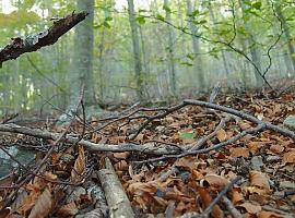 Medio Rural convoca ayudas por 7,3 millones para fortalecer el sector forestal