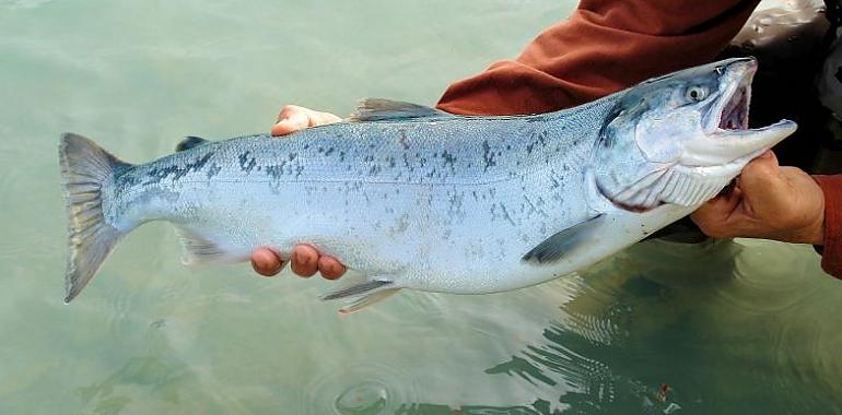 Loe ecologistas muy preocupados por la pesca del salmón