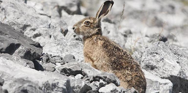 El movimiento ecologista propone la eliminación de varias especies del listado de permitidas para la caza