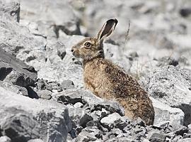 El movimiento ecologista propone la eliminación de varias especies del listado de permitidas para la caza