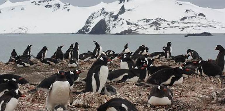 Hasta los pingüinos de la Antártida tienen restos de microplásticos en sus estómagos