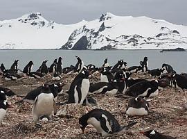 Hasta los pingüinos de la Antártida tienen restos de microplásticos en sus estómagos