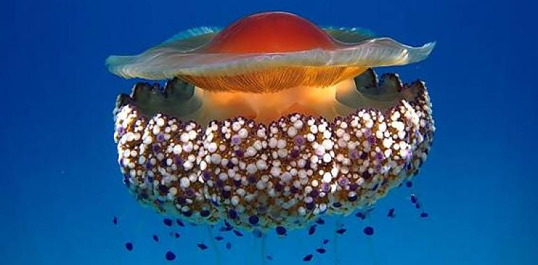 ¿Quién sobrevivirá a un cambio climático futuro Posiblemente las medusas