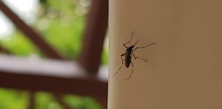 ¿Sabías que también existe el día internacional del mosquito 