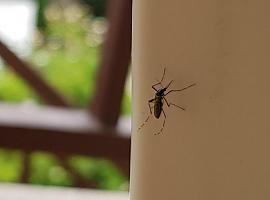¿Sabías que también existe el día internacional del mosquito 