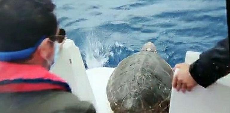 Se libera una tortuga boba recogida en junio a 20 millas de la costa