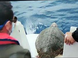 Se libera una tortuga boba recogida en junio a 20 millas de la costa