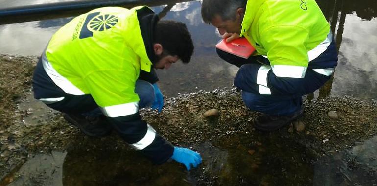 Hallan una nueva especie de microalga en charcas de lluvia de un vertedero de residuos en Asturias