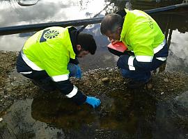 Hallan una nueva especie de microalga en charcas de lluvia de un vertedero de residuos en Asturias