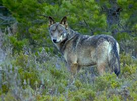 La convivencia entre humanos y lobos es posible si se crean las condiciones óptimas